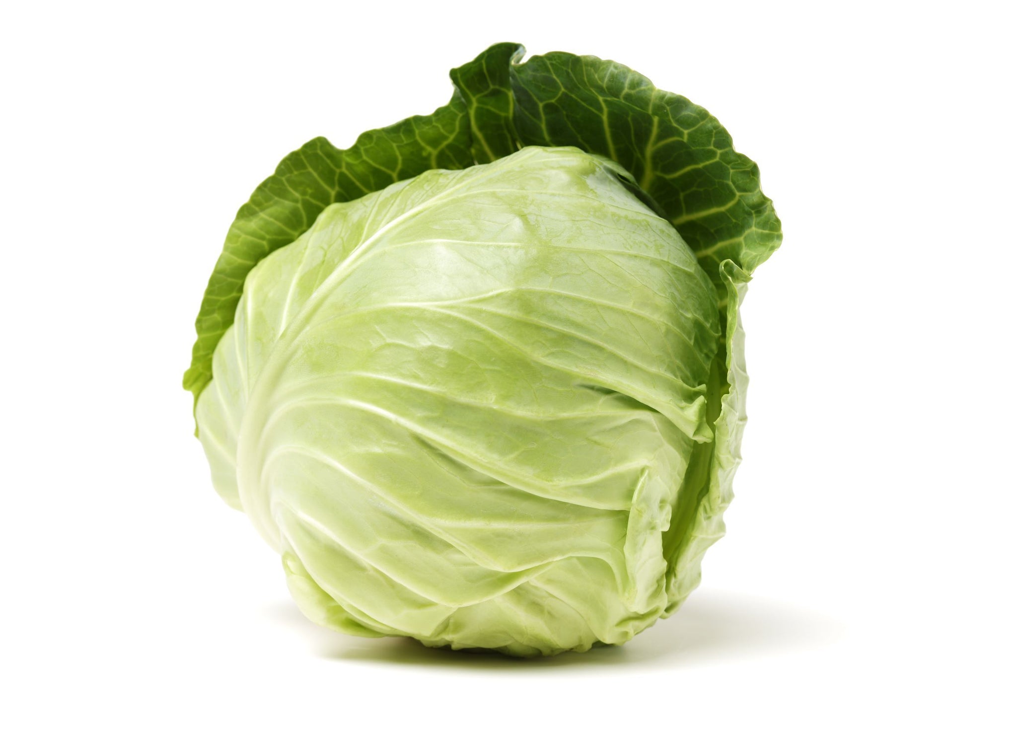 Chou Jumbo 50lb – Les récoltes Marcotte